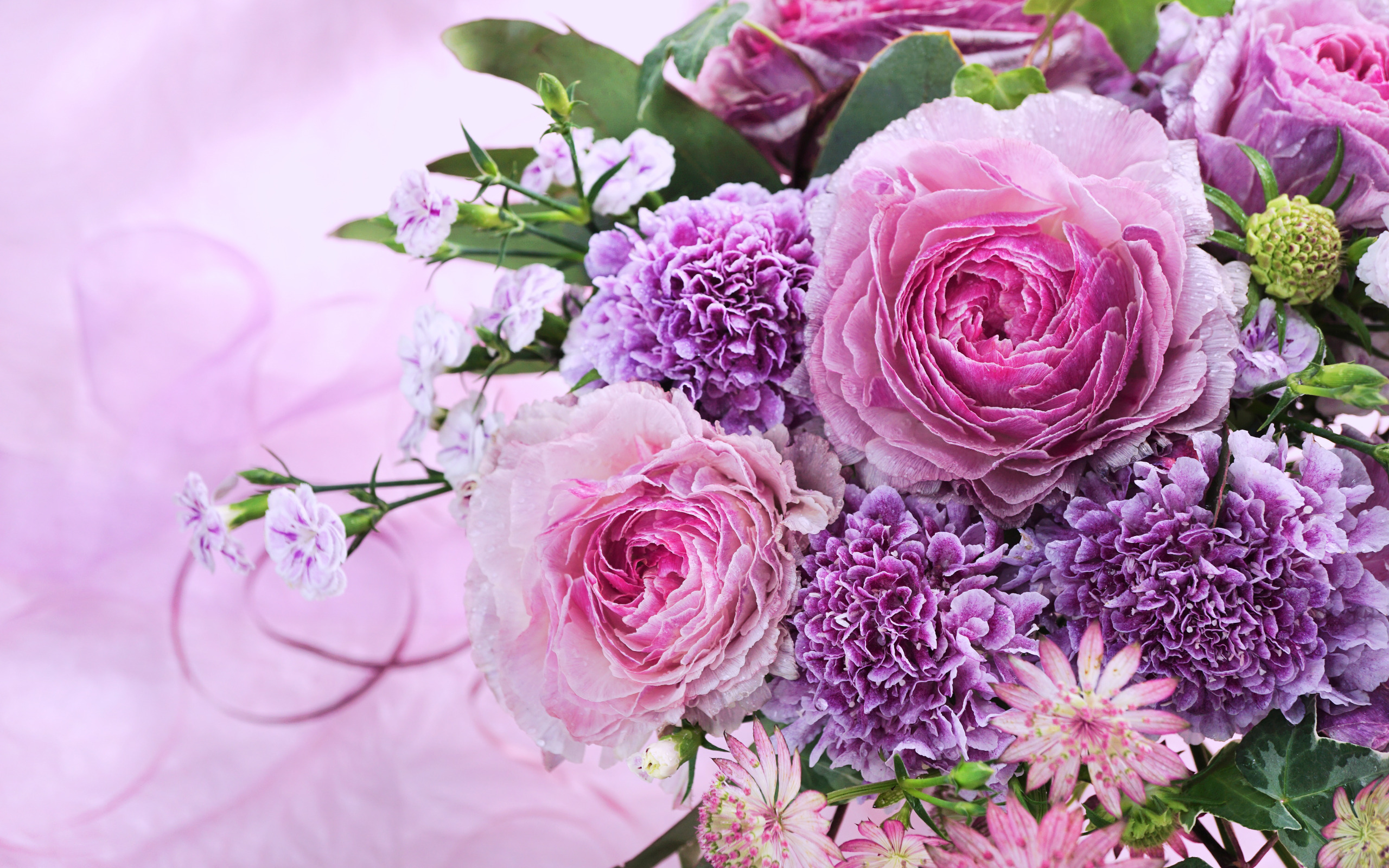 Поздравления С Днем Рождения Фиолетовые Цветы Хризантемы