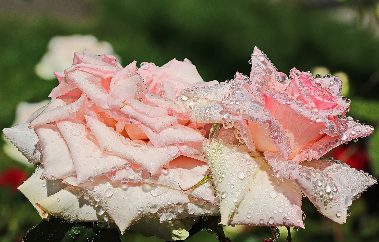 Фото красивых сосочков на фоне цветущих роз