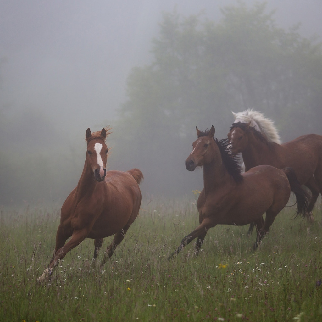 mornings on horseback torrent