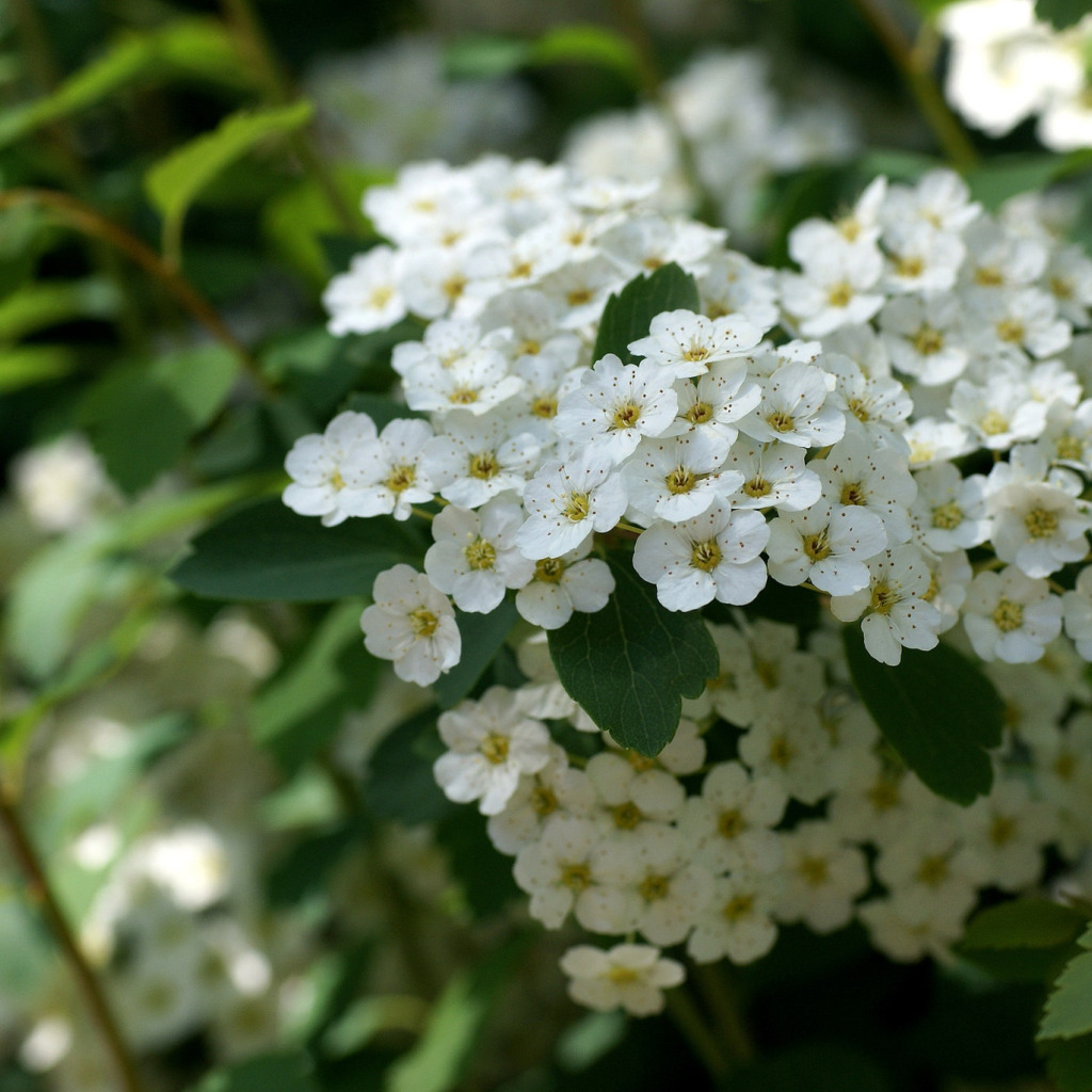 Куст цветет весной белыми мелкими цветами название фото