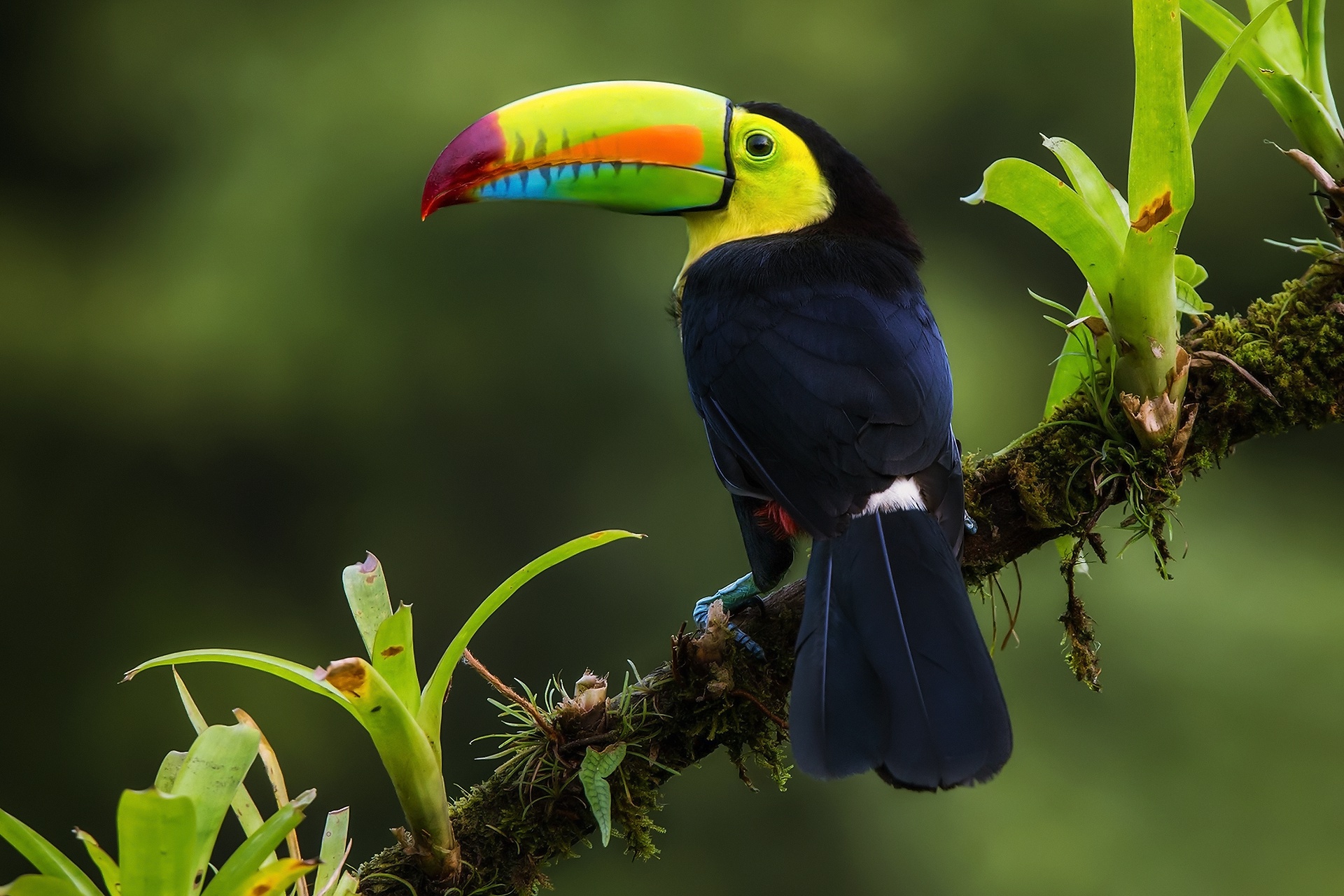 Скачать обои птица, ветка, джунгли, Радужный тукан, Коста Рика, раздел живо...