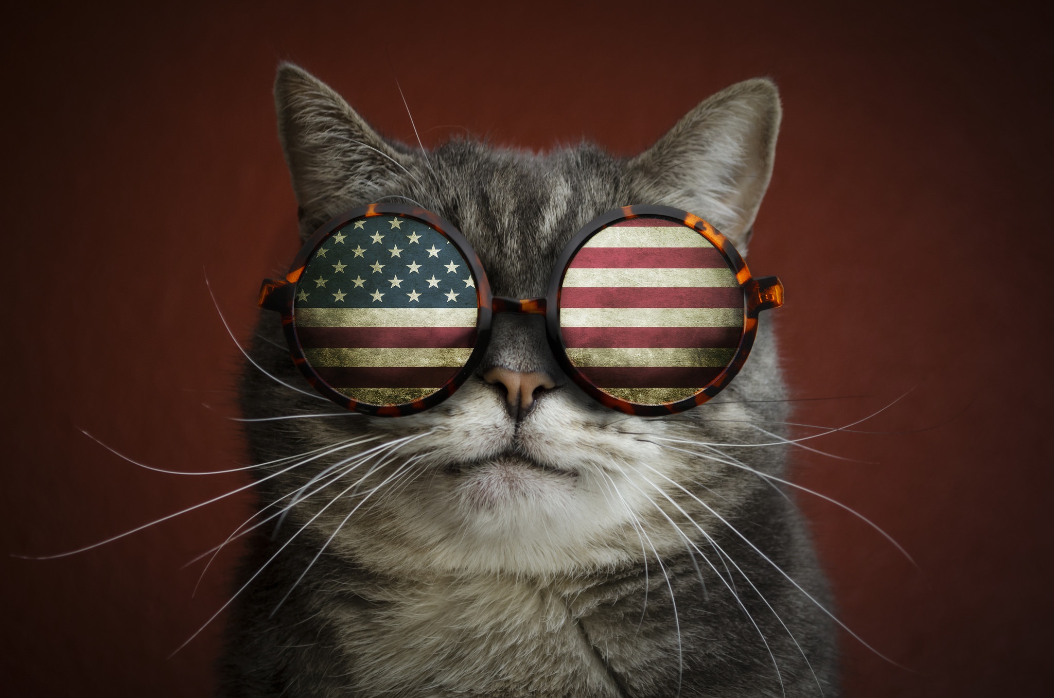 Скачать обои кот, усы, флаг, очки, прикол, раздел кошки в разрешении 2048x1...