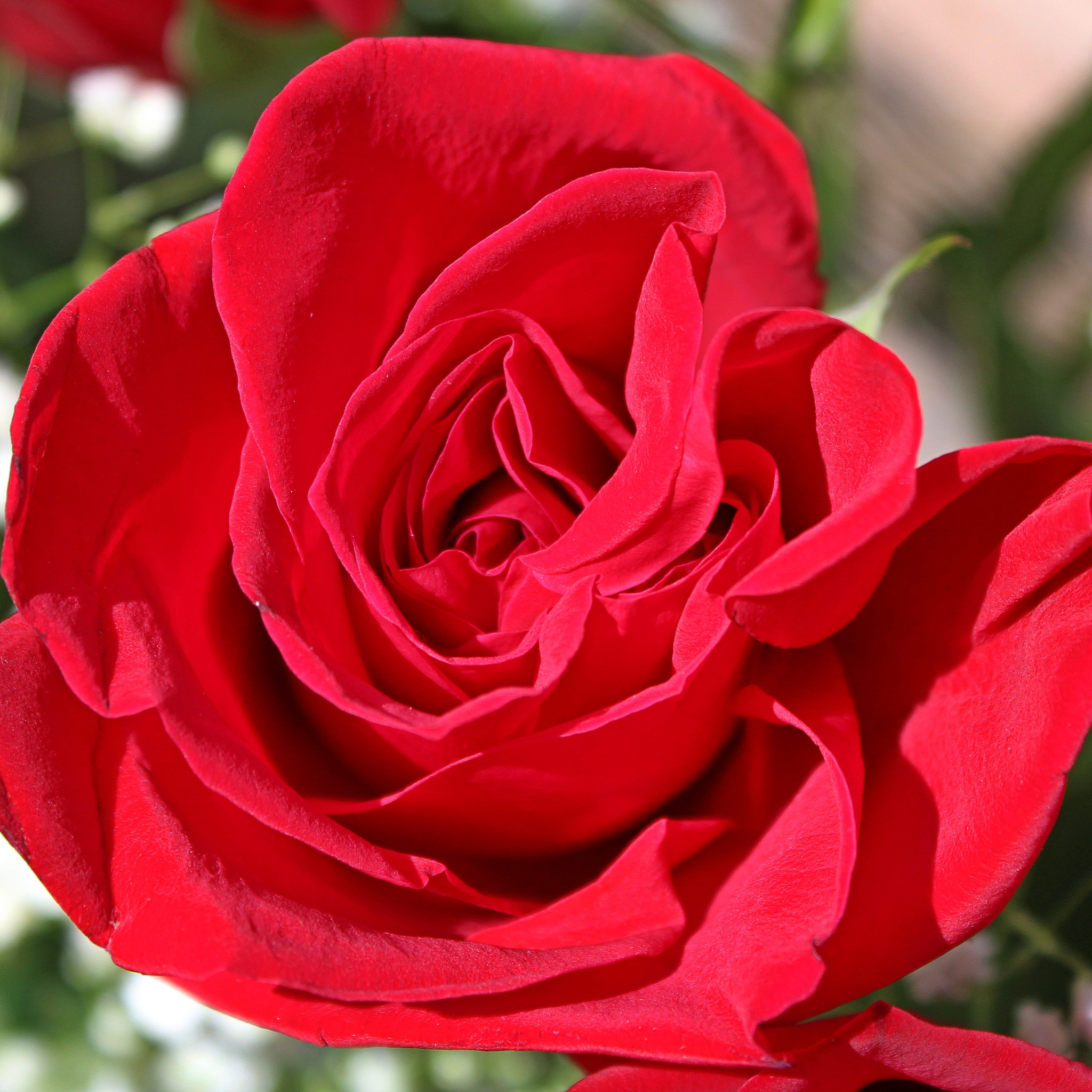Скачать обои Макро, Macro, Red rose, Красная роза, раздел цветы в разрешени...