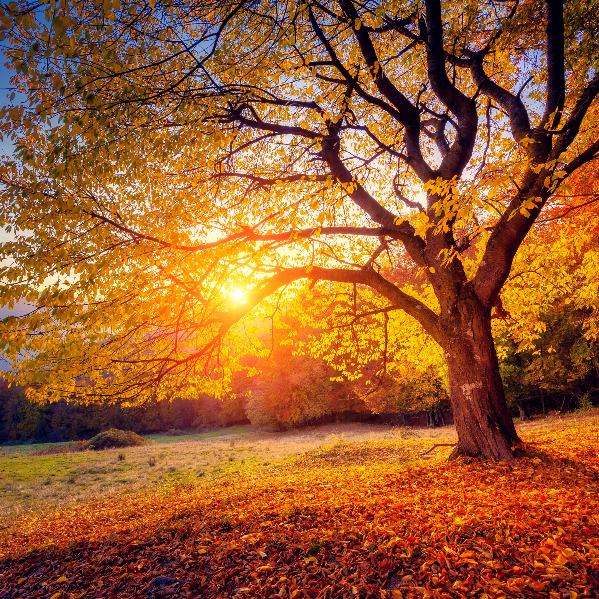 осень природа солнце картинки красивые