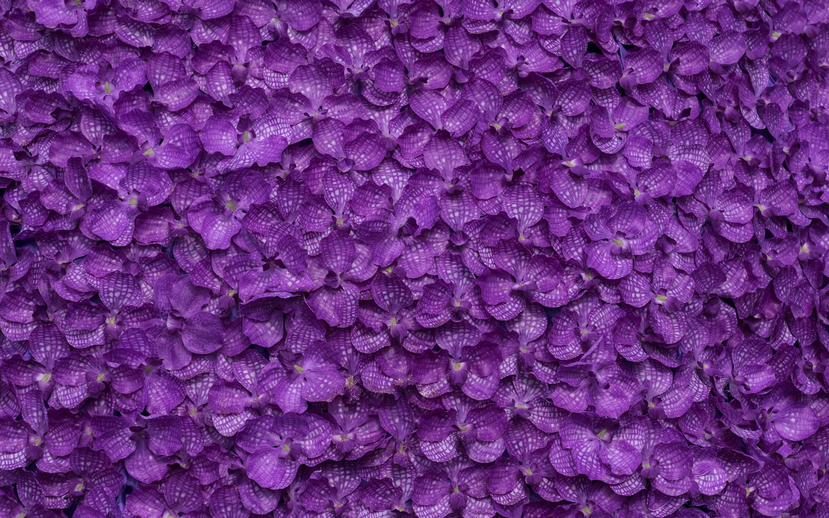 Скачать обои цветы, фон, лепестки, фиолетовые, background, purple, petals, floral...