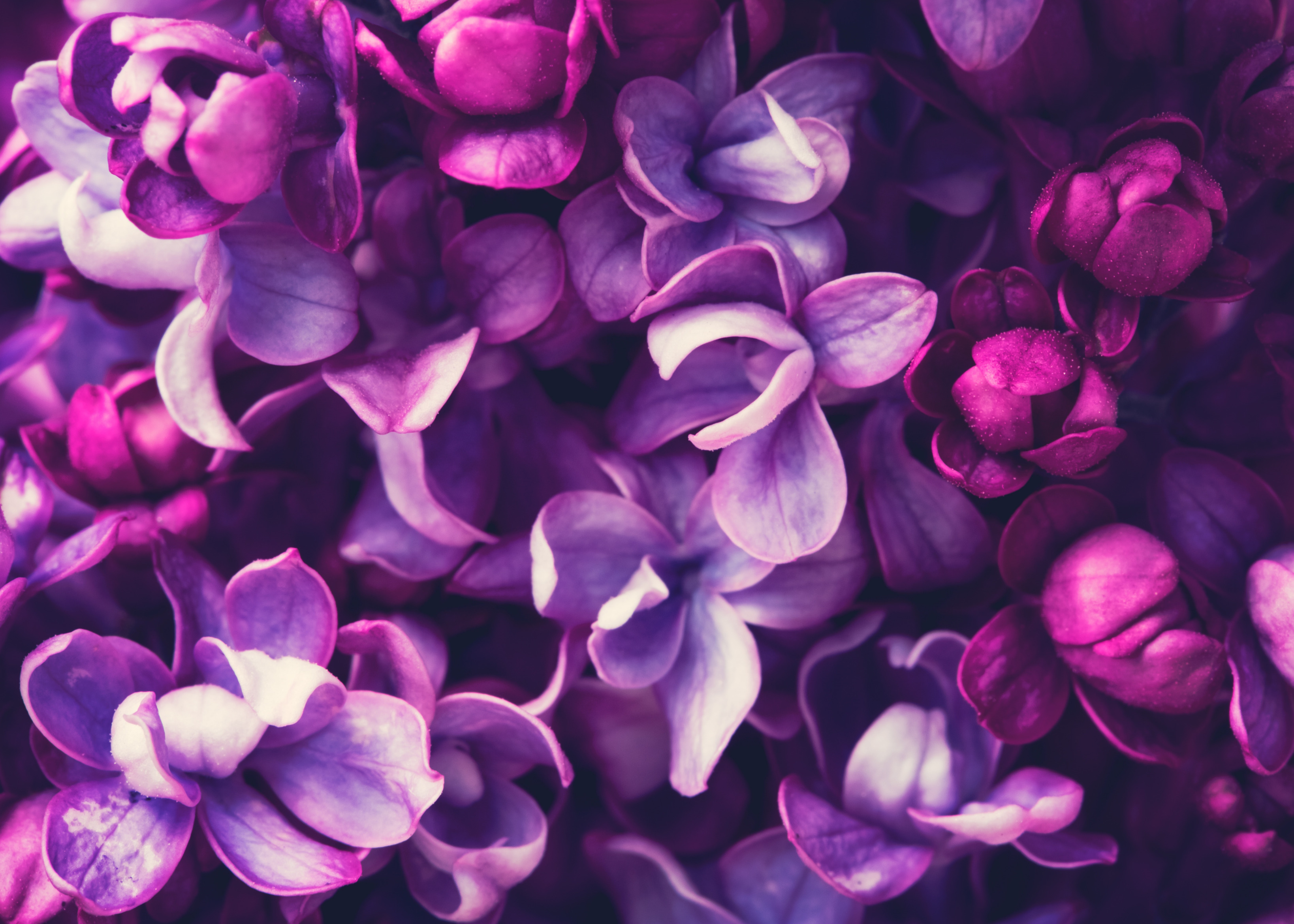 весна, цветение, blossom, flowers, сирень, spring, purple, lilac. 