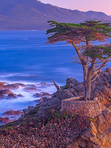 Обои для рабочего стола. море, дерево, скалы, Калифорния, США, Монтерей, Lo...