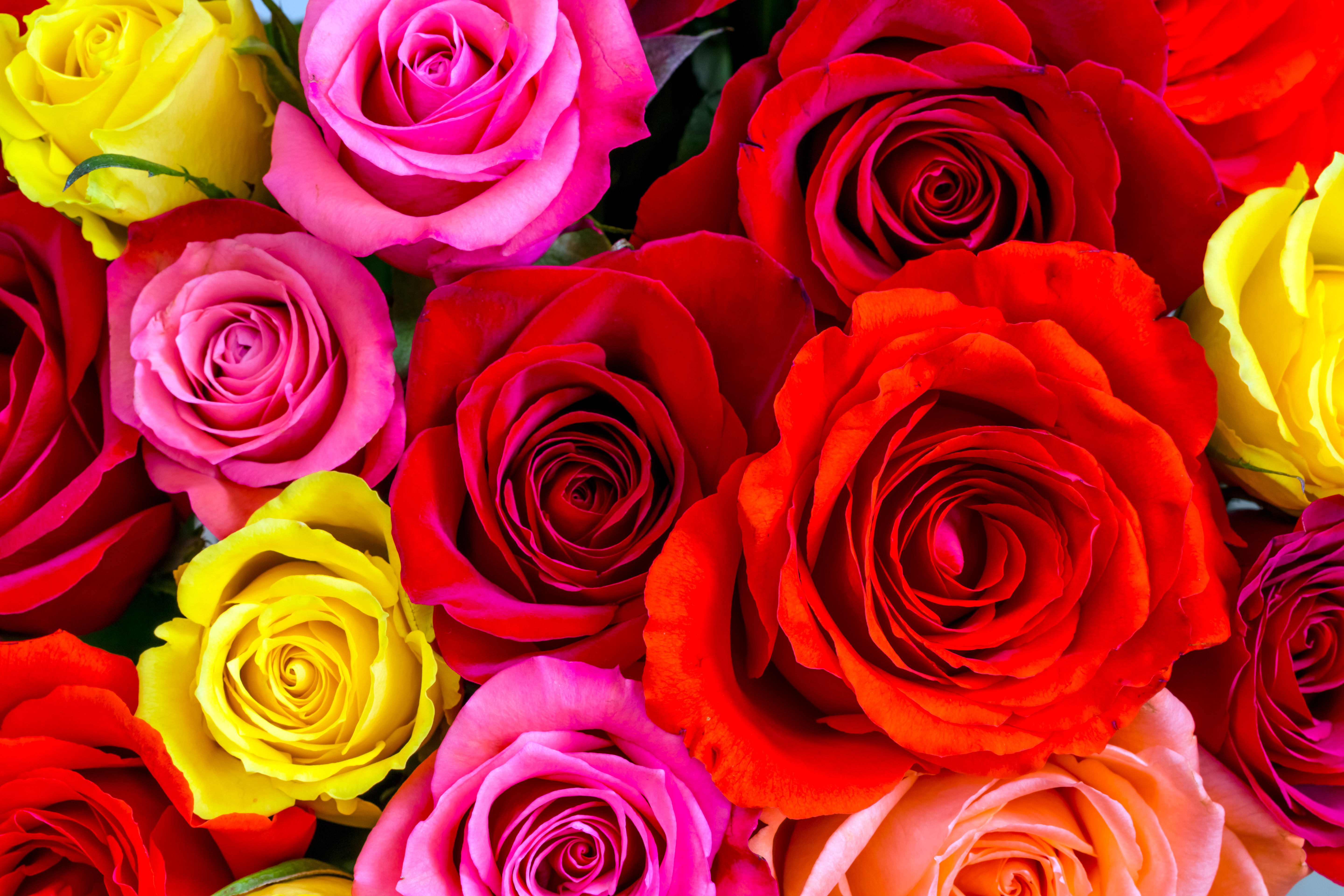 Что означают розы, тюльпаны – язык цветов