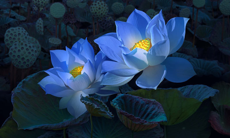 蓝莲花 | Lotusul Albastru – Xu Wei | 许巍