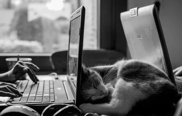 Картинка black & white, photo, computer, monochrome, mood, Cat, animal, b&w, situation, sleeping, laptop, work, fur, …