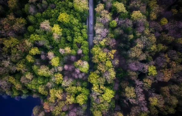 Картинка дорога, машина, лес, деревья, природа, вид сверху
