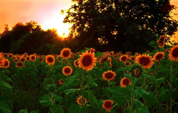 Картинка Закат, Природа, Поле, Подсолнухи, Nature, Sunset, Field, Sunflowers