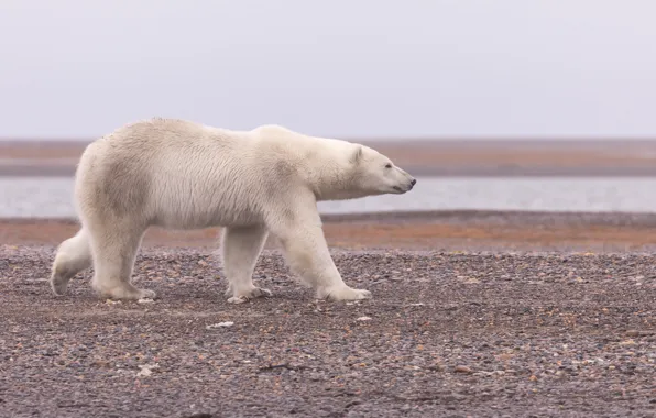 Картинка Аляска, Полярный медведь, Белый медведь