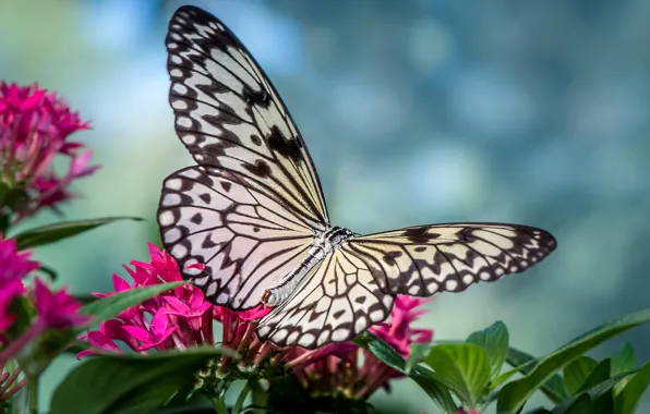 Картинка цветы, бабочка, крылья, насекомое
