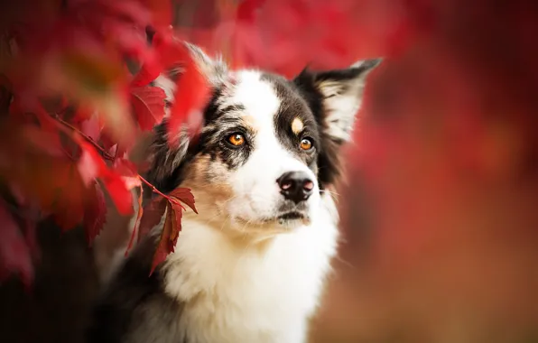 Картинка осень, взгляд, морда, листья, ветки, портрет, собака, боке, Бордер-колли