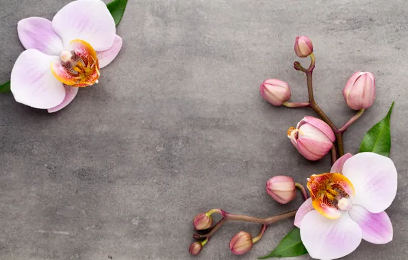 Картинка цветы, орхидея, pink, orchid