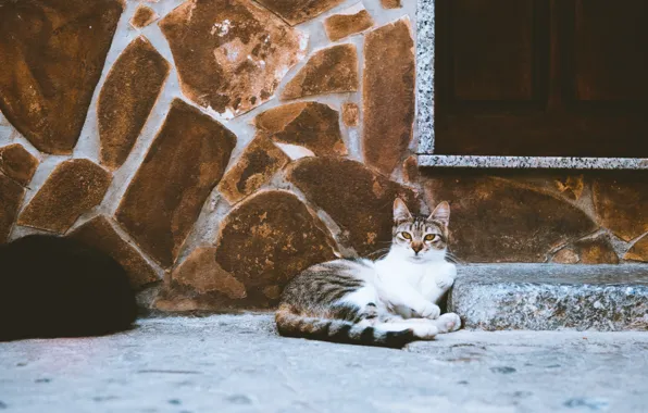 Картинка кошка, кот, улица, шерсть, лежит, смотрит