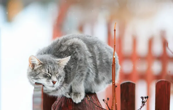 Картинка кошка, кот, ветки, забор, боке