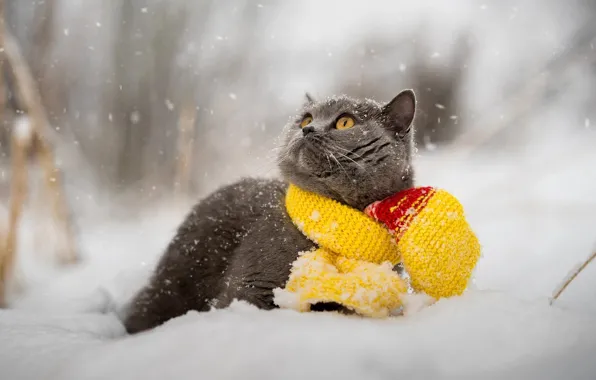 Картинка зима, кот, снег, животное, шарф, британец