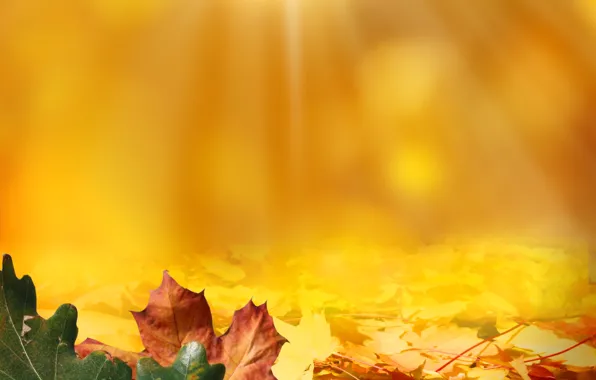 Картинка осень, листья, свет, желуди
