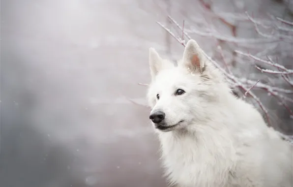 Картинка взгляд, морда, снег, ветки, собака, боке, Белая швейцарская овчарка