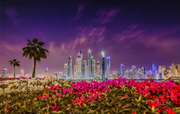 Картинка закат, цветы, пальмы, здания, Дубай, ночной город, Dubai, небоскрёбы, кусты, ОАЭ, UAE, Дубай Марина, Dubai …