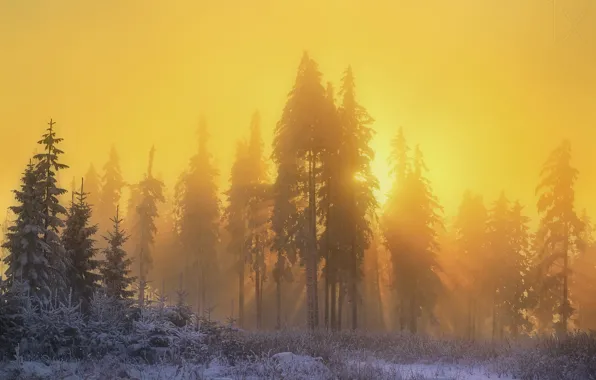 Картинка зима, лес, солнце, лучи, свет, снег, природа, утро, дымка