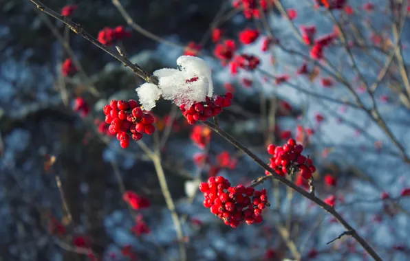 Картинка холод, зима, снег, ветки, красный, ягоды, дерево, мороз, красная, рябина, ветки в снегу