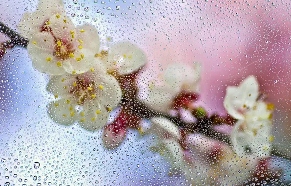 Картинка мокро, стекло, капли, макро, цветы, ветка, весна