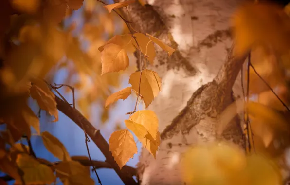 Картинка осень, листья, макро, жёлтый, дерево, листва, цвет, размытие, ствол, кора, берёза