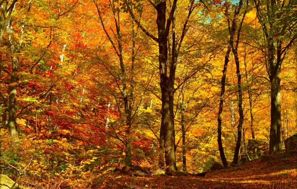 Картинка Осень, Деревья, Лес, Fall, Листва, Autumn, Forest, Trees, Листопад, Leaves