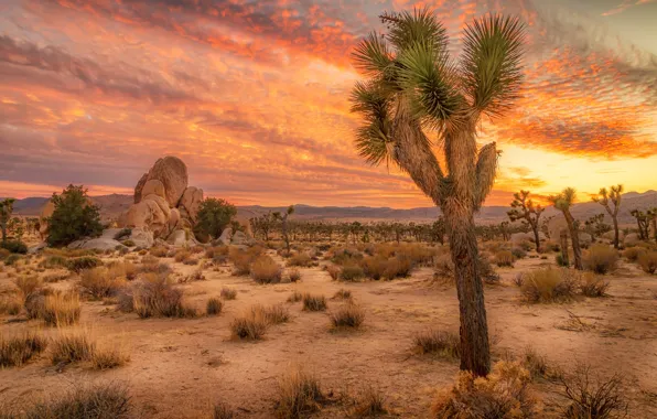 Картинка песок, небо, облака, деревья, закат, камни, пустыня, Калифорния, США, кусты, Joshua Tree National Park