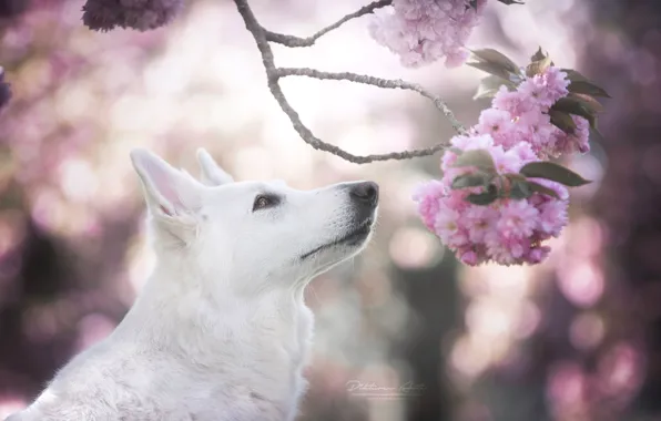 Картинка морда, вишня, блики, собака, ветка, весна, сакура, цветение, Белая швейцарская овчарка