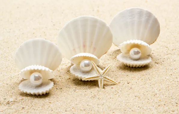 Картинка ракушка, жемчуг, морская звезда, sunshine, beach, sea, sand, seashell