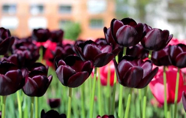 Картинка Весна, Тюльпаны, Spring, Dark tulips