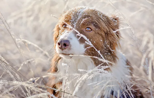 Картинка зима, иней, трава, глаза, взгляд, снег, природа, фон, портрет, собака, рыжая, австралийская овчарка, аусси