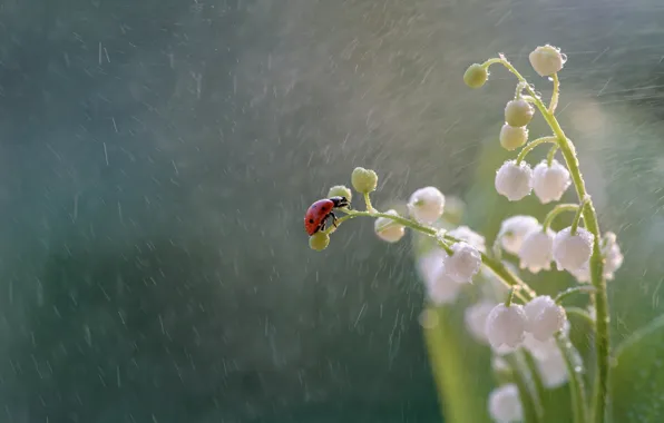Картинка макро, цветы, дождь, божья коровка, жук, насекомое, ландыши