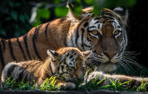 Картинка детёныш, котёнок, тигры, тигрёнок