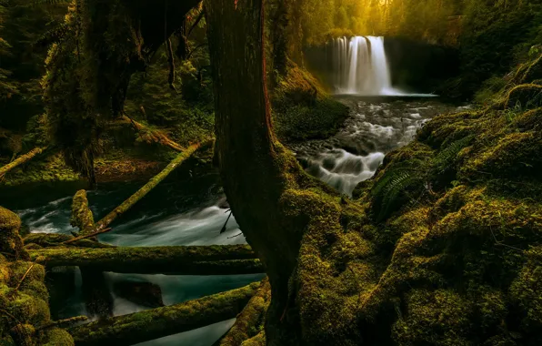 Картинка лес, река, водопад, мох, Орегон, Oregon, брёвна, McKenzie River, Река Маккензи, Водопад Куза, Koosah Falls, …
