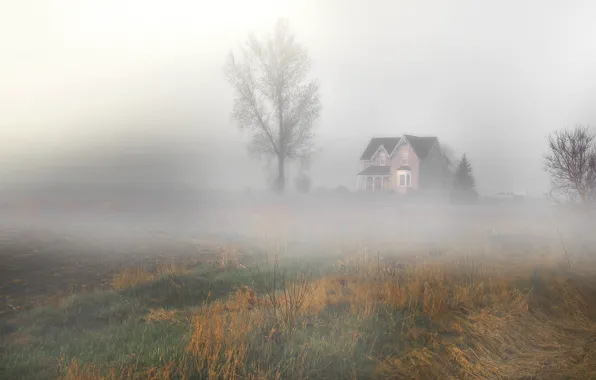 Картинка поле, пейзаж, природа, туман, дом, дерево