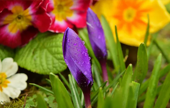 Картинка Капли, Цветочки, Бутоны, Flowers, Крокус, Crocuses, Фиолетовые цветы, Drops, Purple flowers