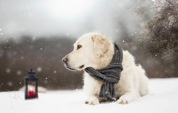 Картинка зима, снег, собака, шарф, фонарь, пёс, Голден ретривер, Золотистый ретривер