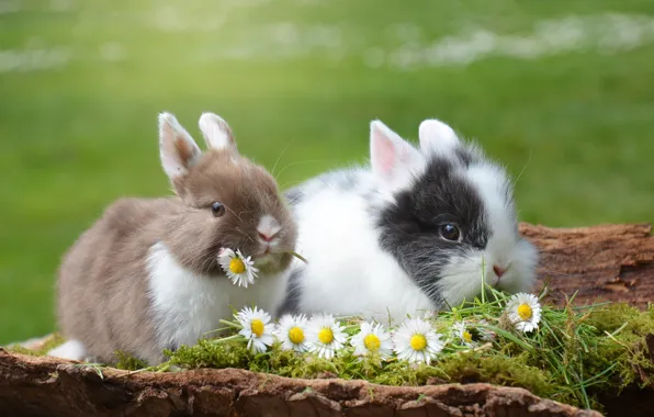 Картинка животные, трава, цветы, природа, ромашки, пара, кролики