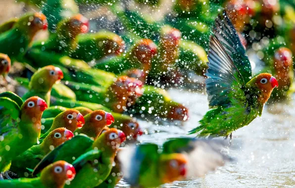 Картинка green, colors, colorful, red, animals, flying, yellow, water, wings, feathers, birds, beak, Parrots