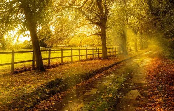 Картинка дорога, осень, листья, солнце, деревья, забор, желтые