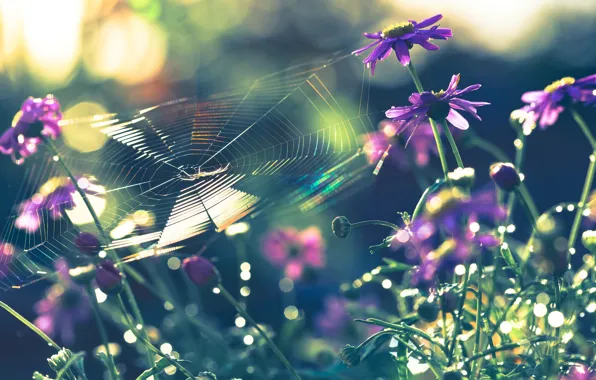 Картинка макро, цветы, природа, паутина, паук