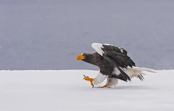 Картинка зима, снег, птица, хищник, Белоплечий орлан