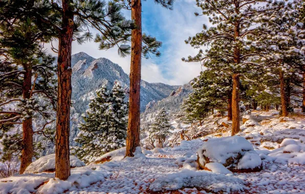 Картинка зима, снег, деревья, горы, Колорадо, сосны, Colorado, Скалистые горы, Rocky Mountains
