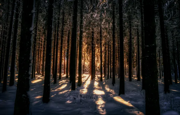 Картинка зима, лес, свет, снег, ночь
