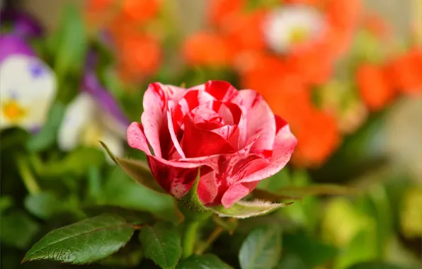 Картинка Роза, Rose, Flowers